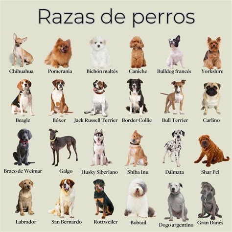 xxx perros|perros Search